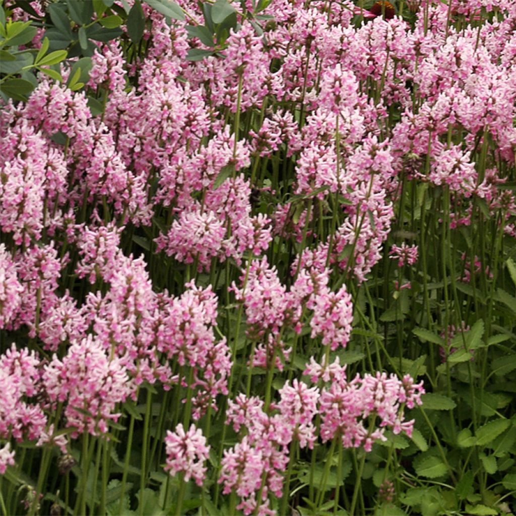 Echte Betonie Pink Cotton Candy - Stachys officinalis