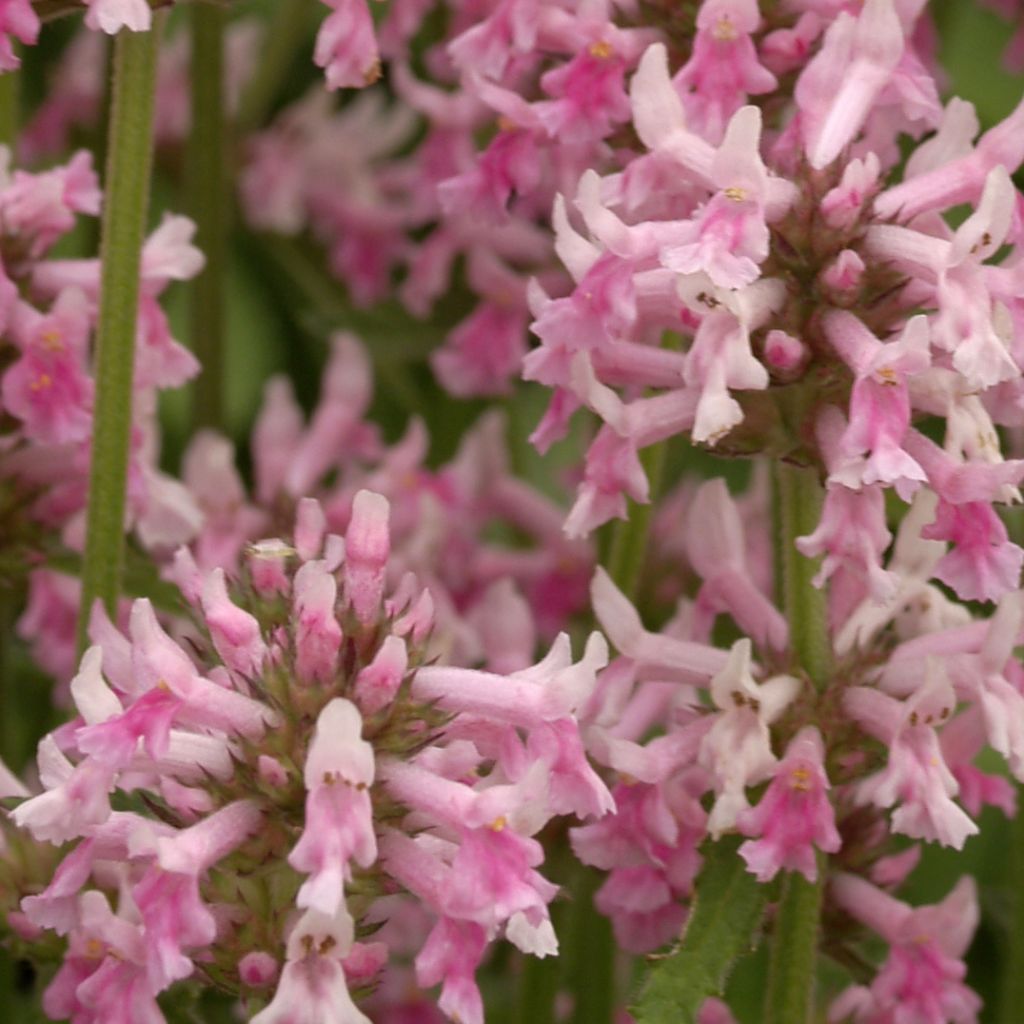 Echte Betonie Pink Cotton Candy - Stachys officinalis