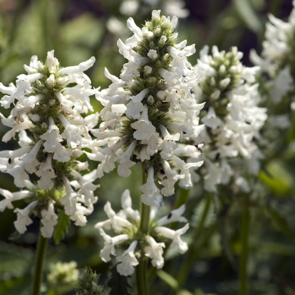 Echte Betonie Alba - Stachys officinalis