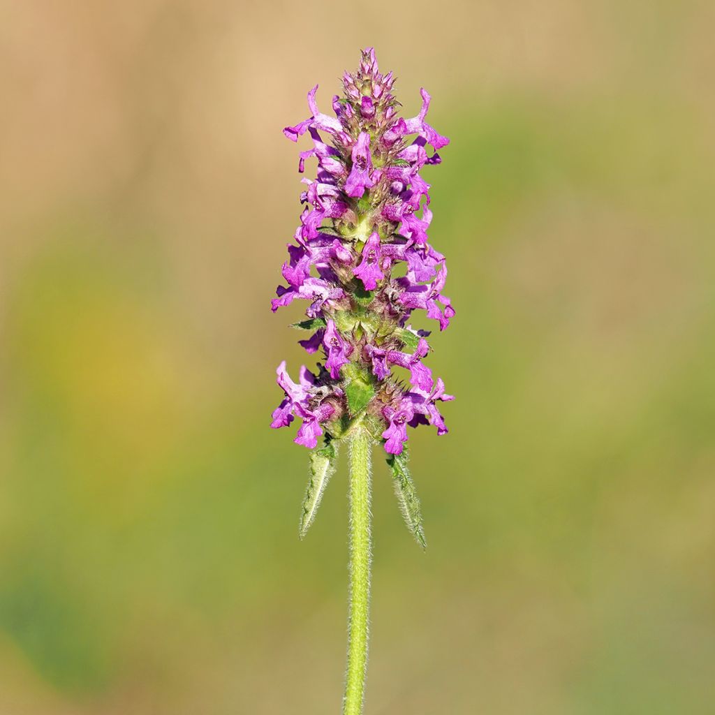 Echte Betonie - Stachys officinalis