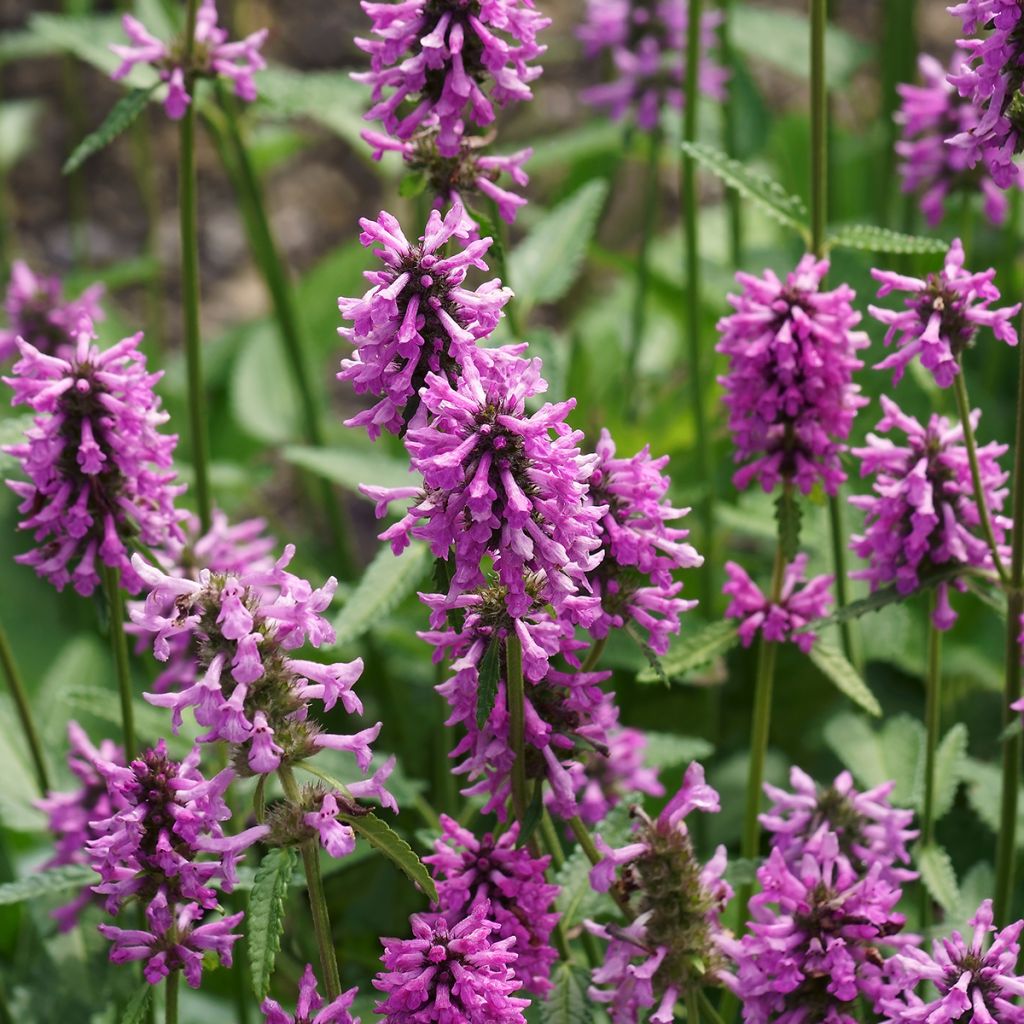 Echte Betonie - Stachys officinalis