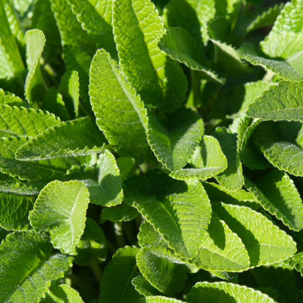 Echte Betonie - Stachys officinalis