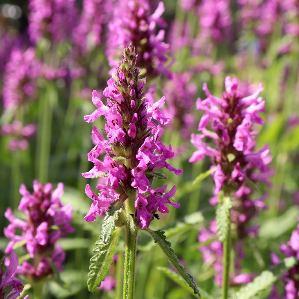 Echte Betonie - Stachys officinalis