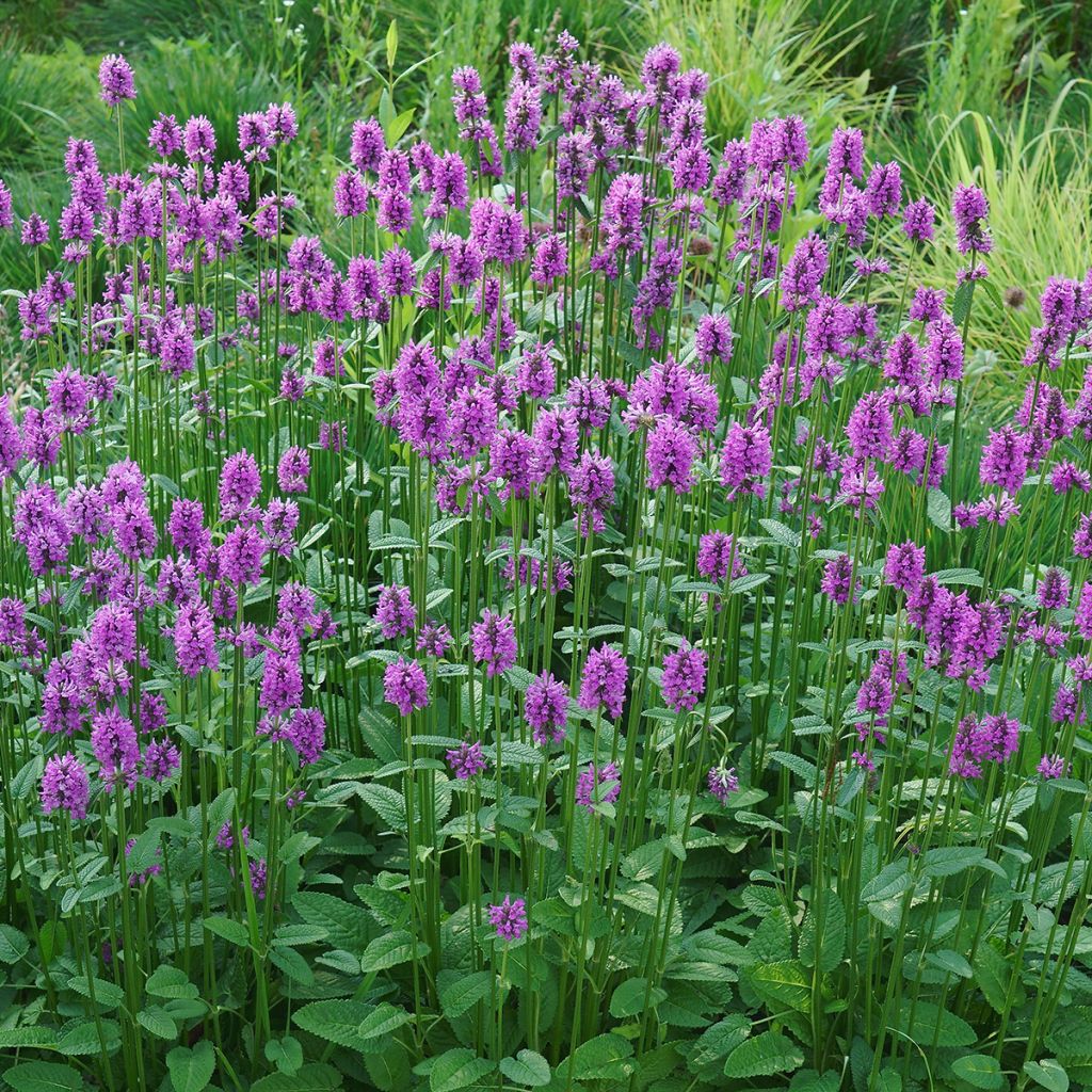 Echte Betonie - Stachys officinalis