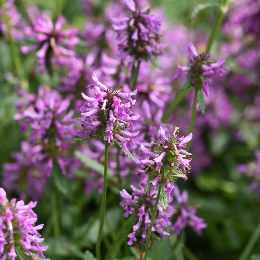 Echte Betonie - Stachys officinalis