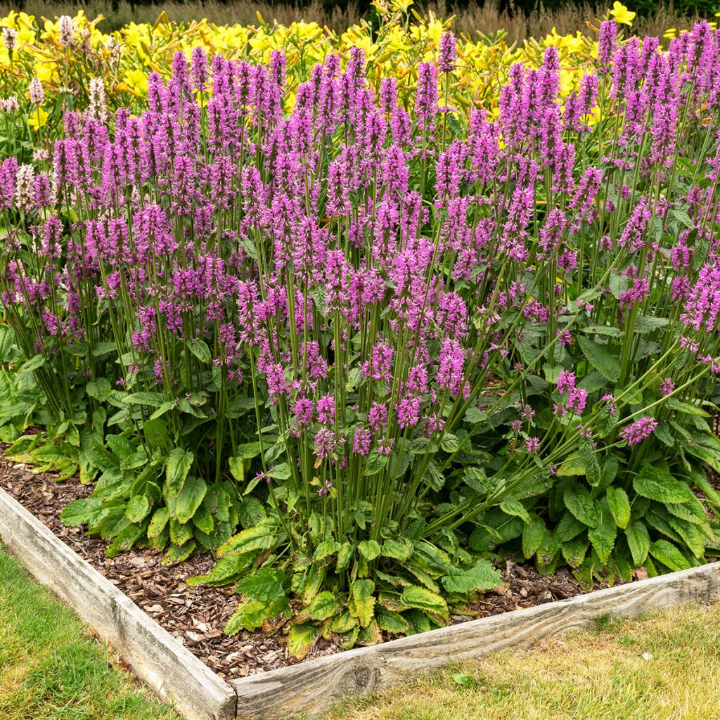 Echte Betonie - Stachys officinalis