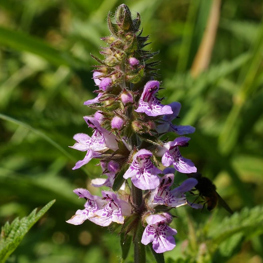 Sumpf-Ziest - Stachys palustris