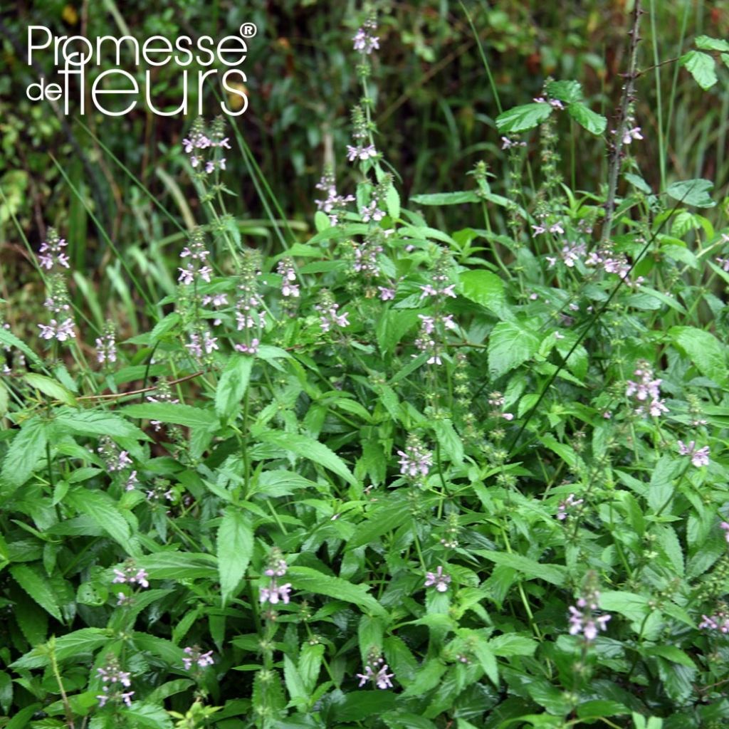 Sumpf-Ziest - Stachys palustris