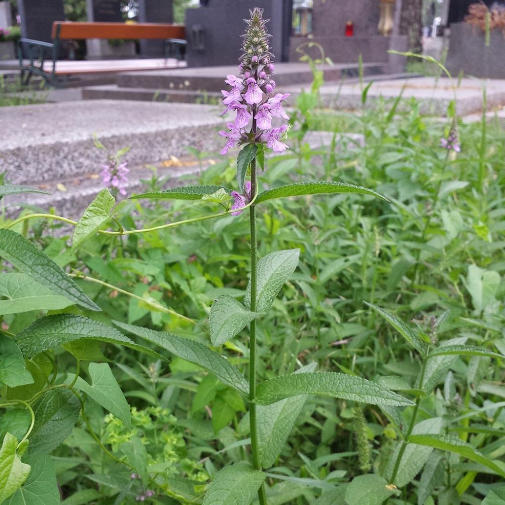 Sumpf-Ziest - Stachys palustris