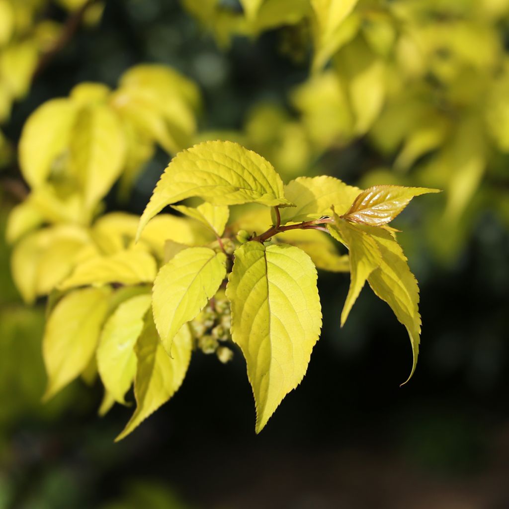 Stachyurus chinensis Goldbeater - Perlschweif