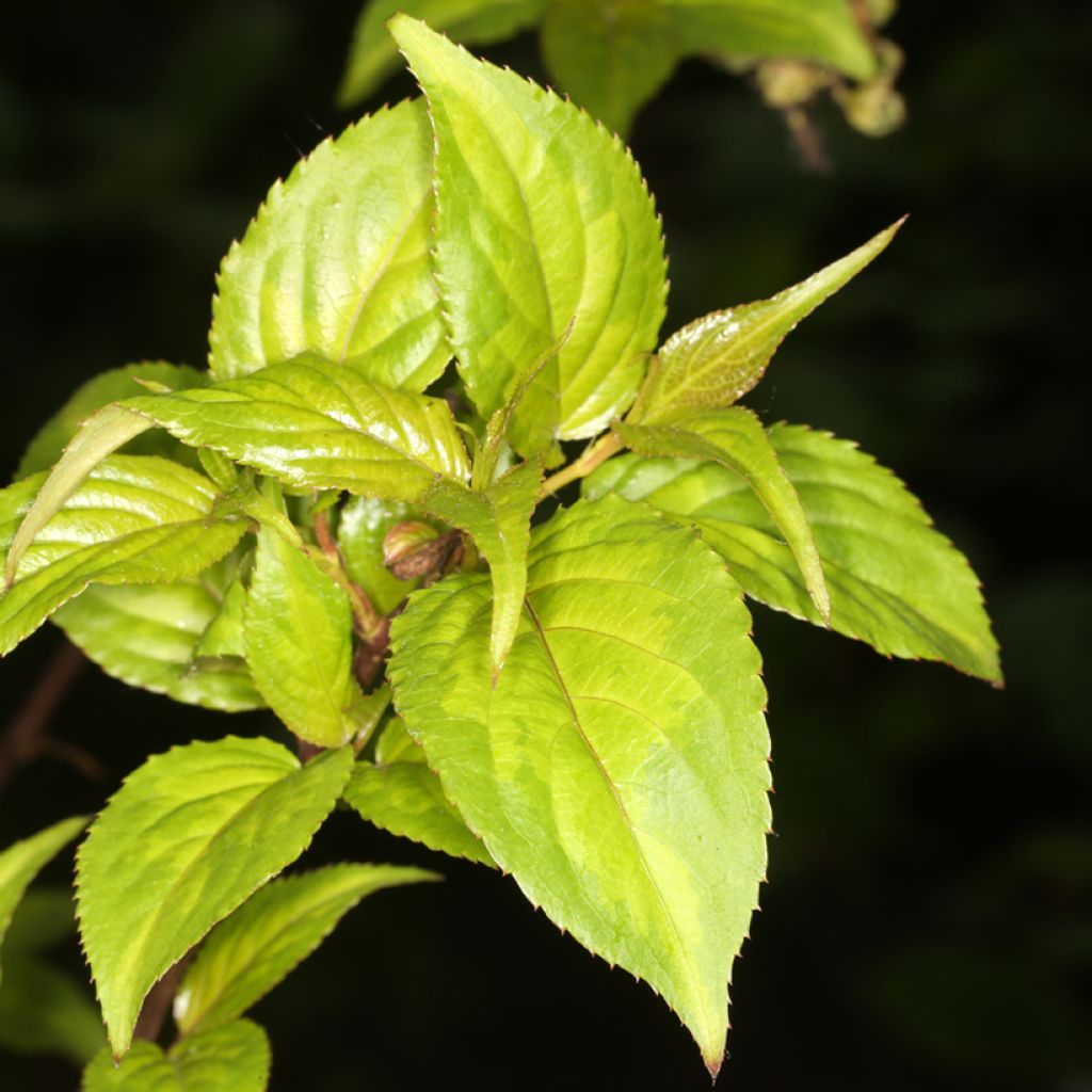 Stachyurus chinensis Wonderful Image - Perlschweif