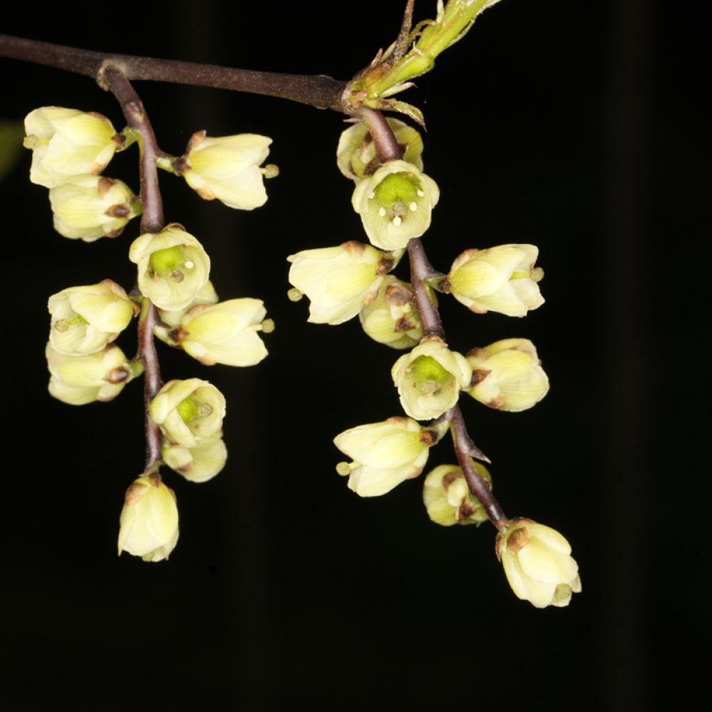 Stachyurus chinensis Wonderful Image - Perlschweif