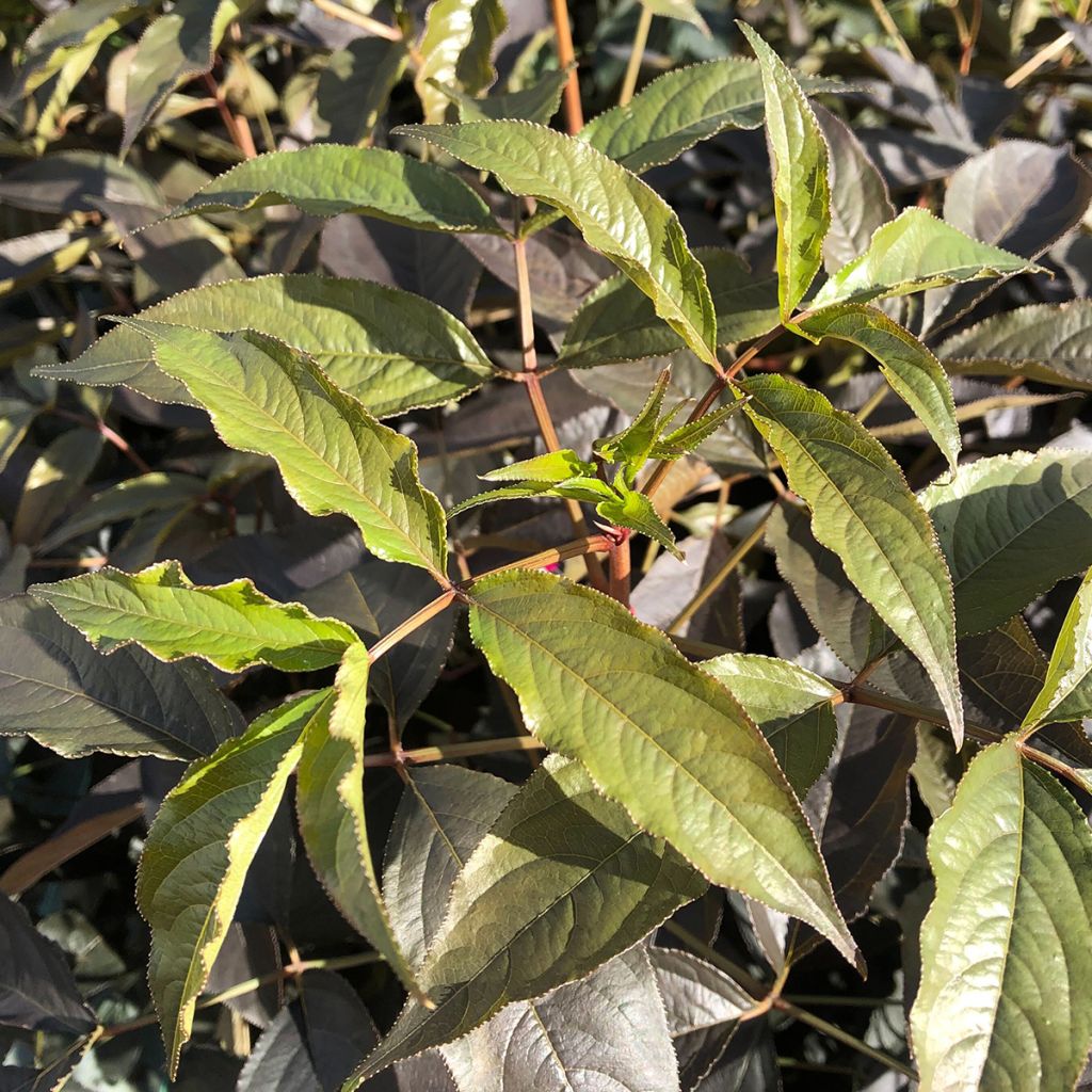 Staphylea colchica Black Beauty - Pimpernuss