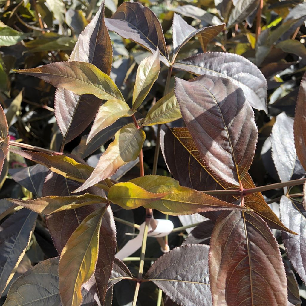 Staphylea colchica Black Beauty - Pimpernuss