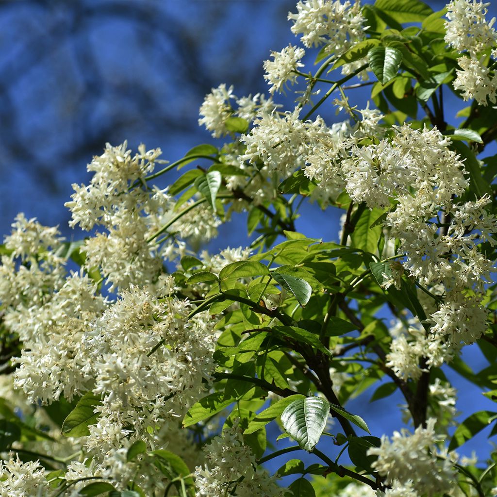 Staphylea colchica Black Jack - Pimpernuss