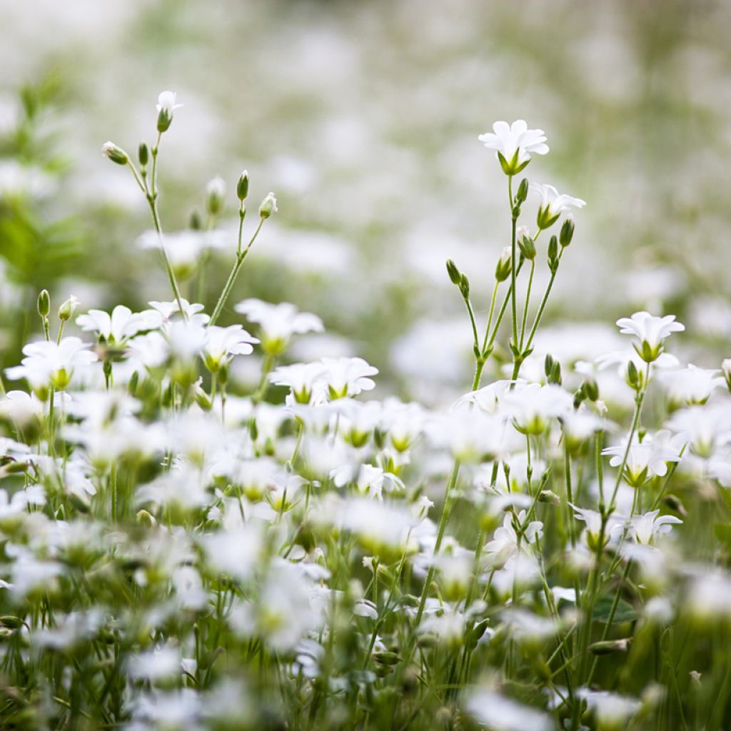 Stellaria holostea - Große Sternmiere