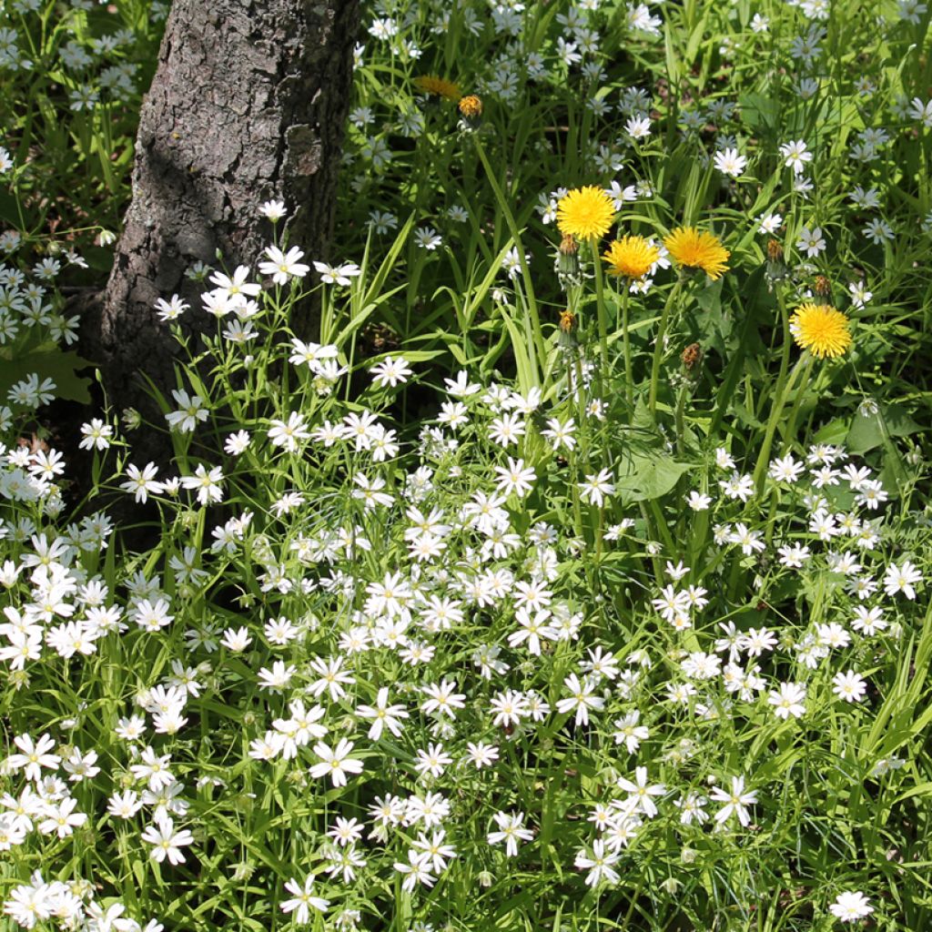 Stellaria holostea - Große Sternmiere