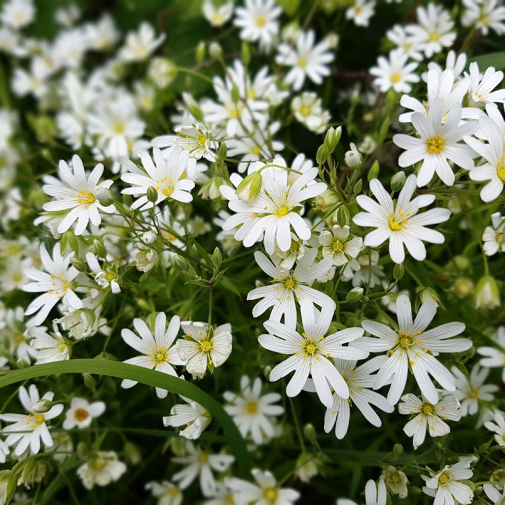 Stellaria holostea - Große Sternmiere