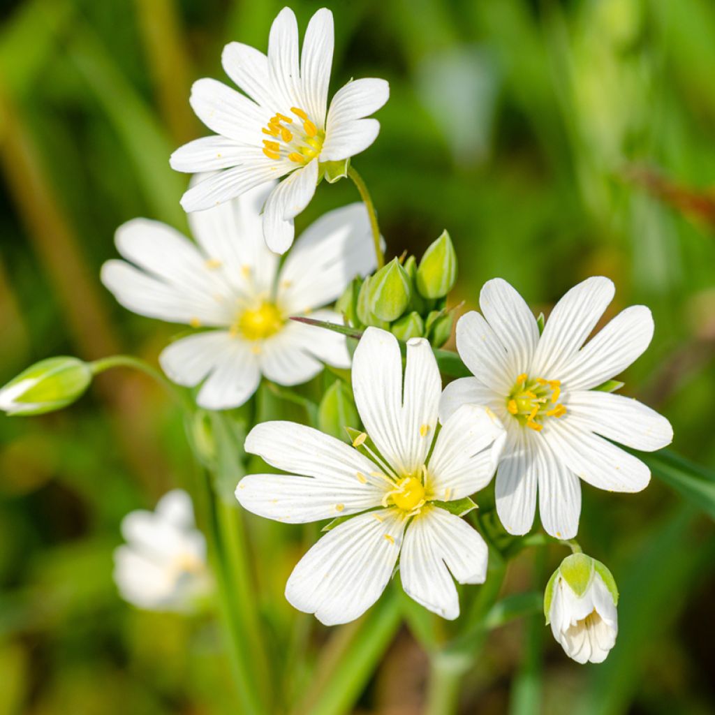 Stellaria holostea - Große Sternmiere