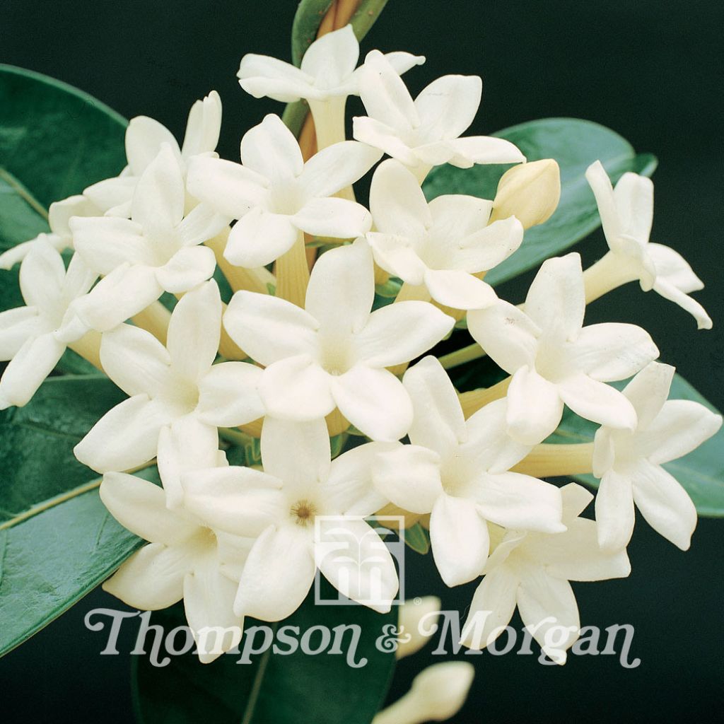 Stephanotis floribunda (Samen) - Kranzschlinge