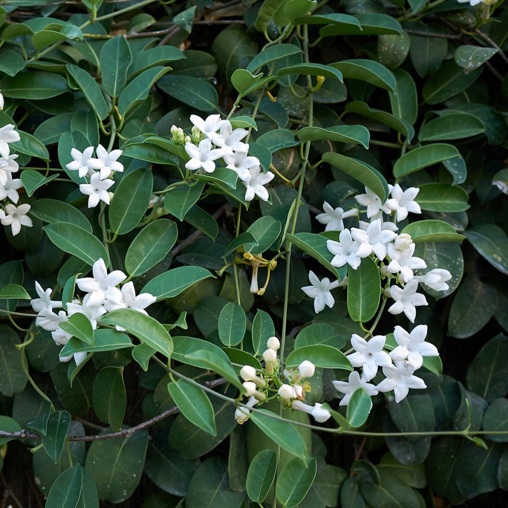 Stephanotis jasminoides - Madagaskar-Kranzschlinge