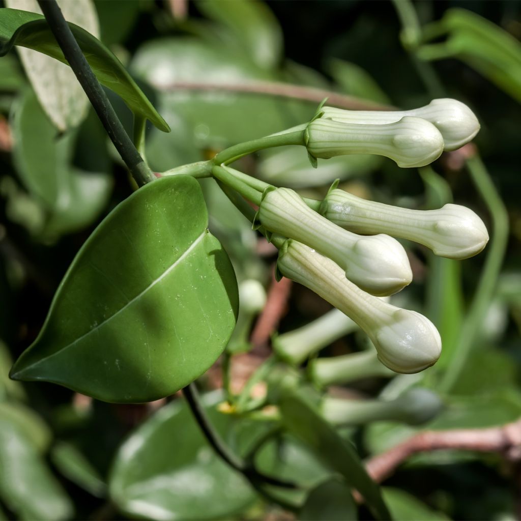 Stephanotis jasminoides - Madagaskar-Kranzschlinge