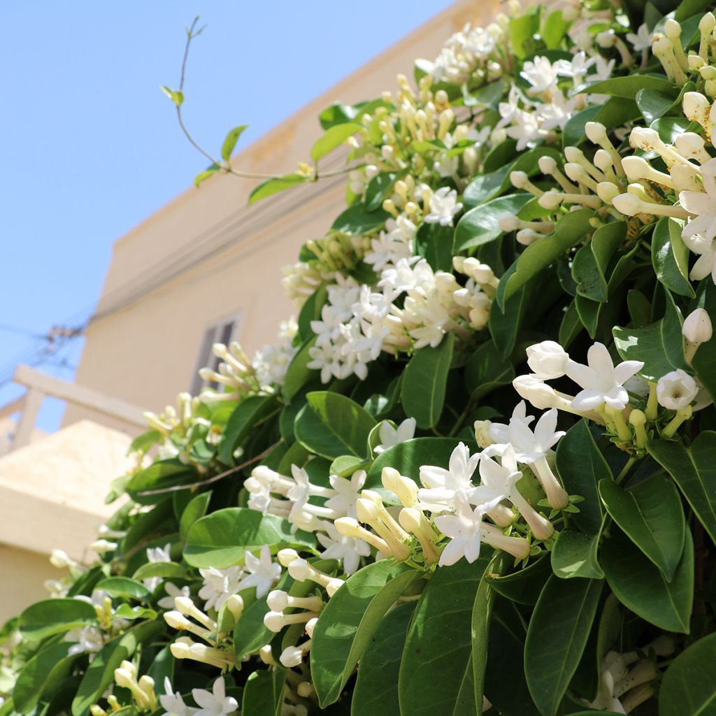 Stephanotis jasminoides - Madagaskar-Kranzschlinge