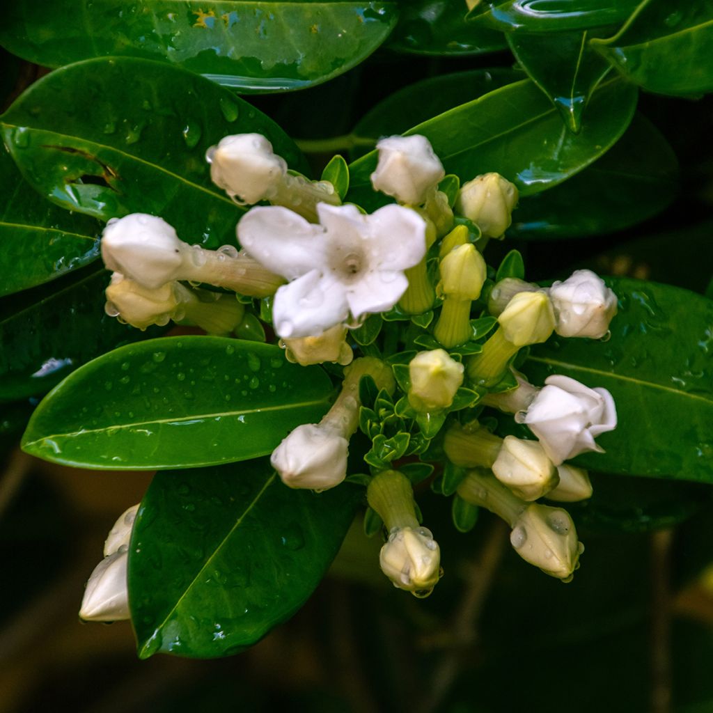 Stephanotis jasminoides - Madagaskar-Kranzschlinge