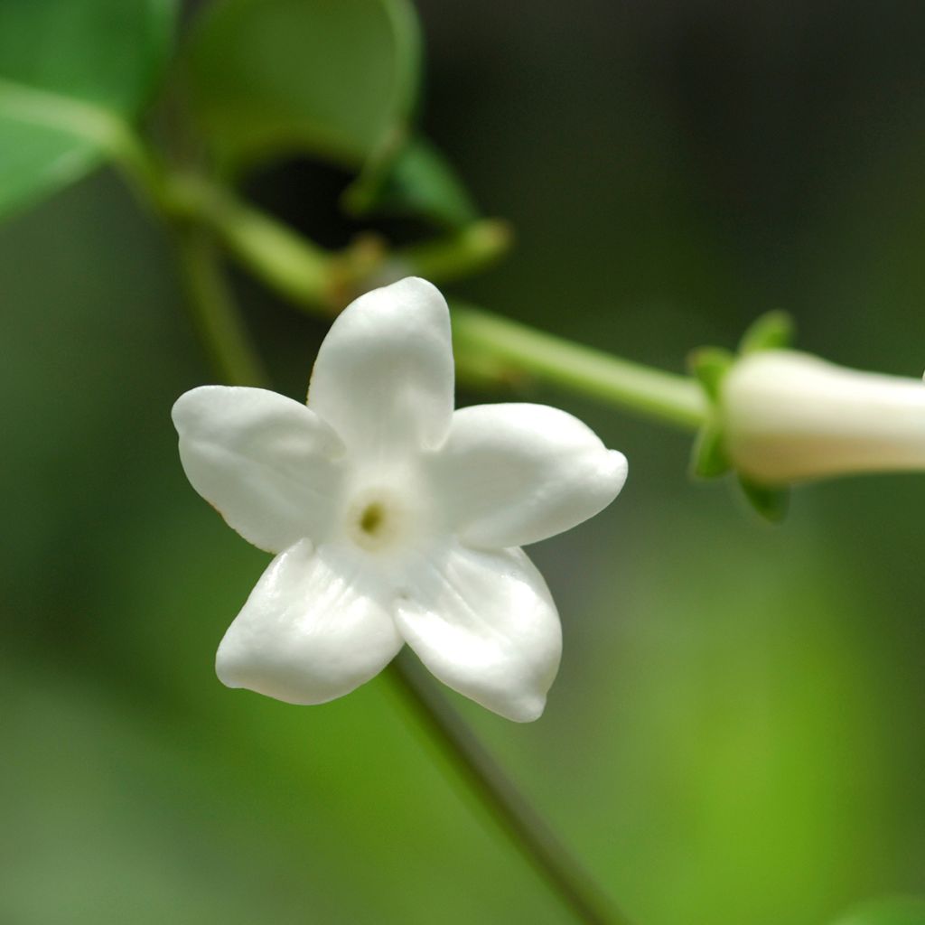 Stephanotis jasminoides - Madagaskar-Kranzschlinge