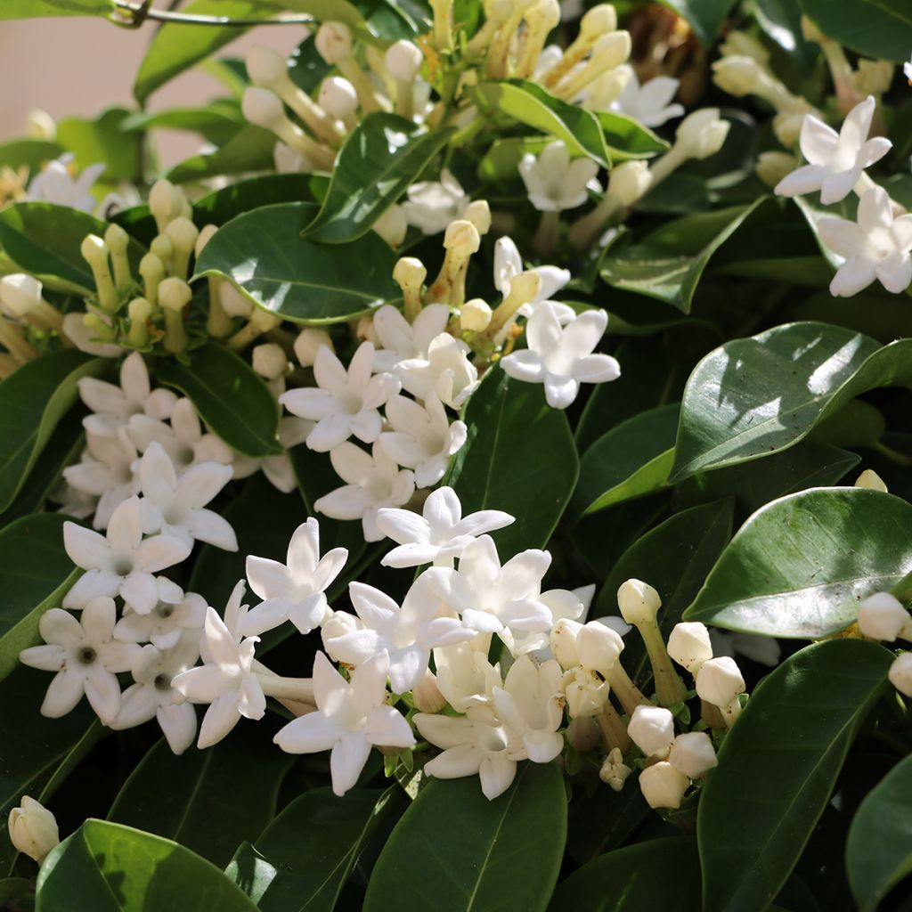 Stephanotis jasminoides - Madagaskar-Kranzschlinge