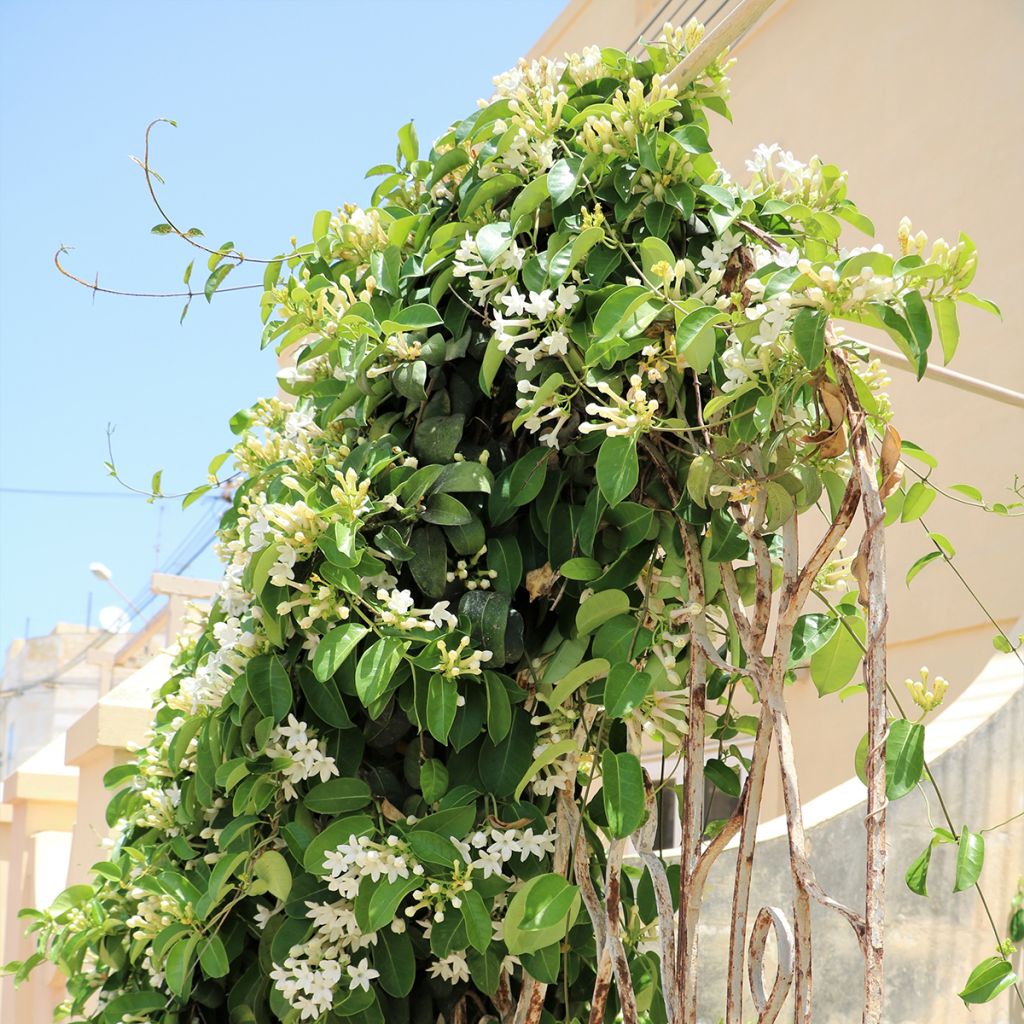 Stephanotis jasminoides - Madagaskar-Kranzschlinge