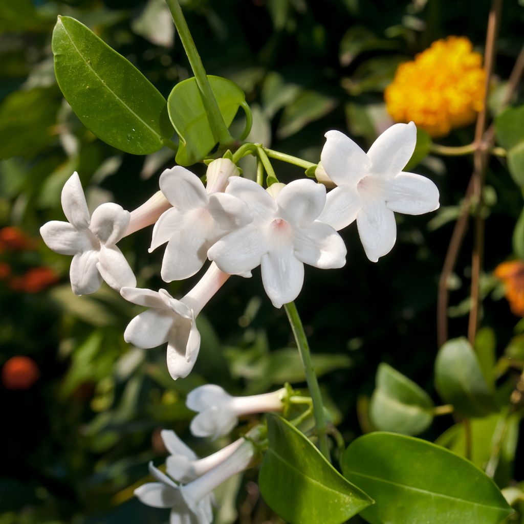 Stephanotis jasminoides - Madagaskar-Kranzschlinge