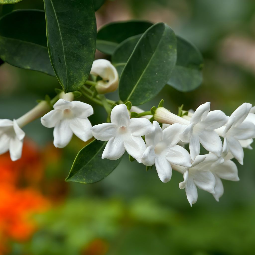 Stephanotis jasminoides - Madagaskar-Kranzschlinge