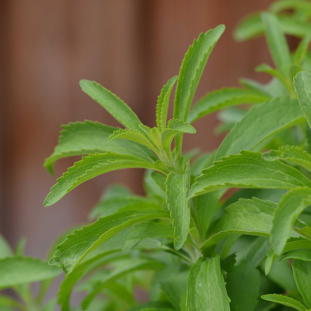 Süßkraut - Stevia rebaudiana