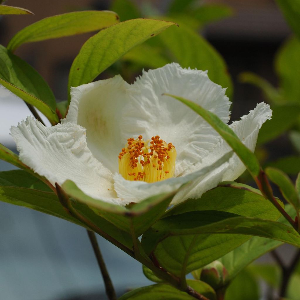 Stewartia pseudocamellia - Kamelienartige Stewartie