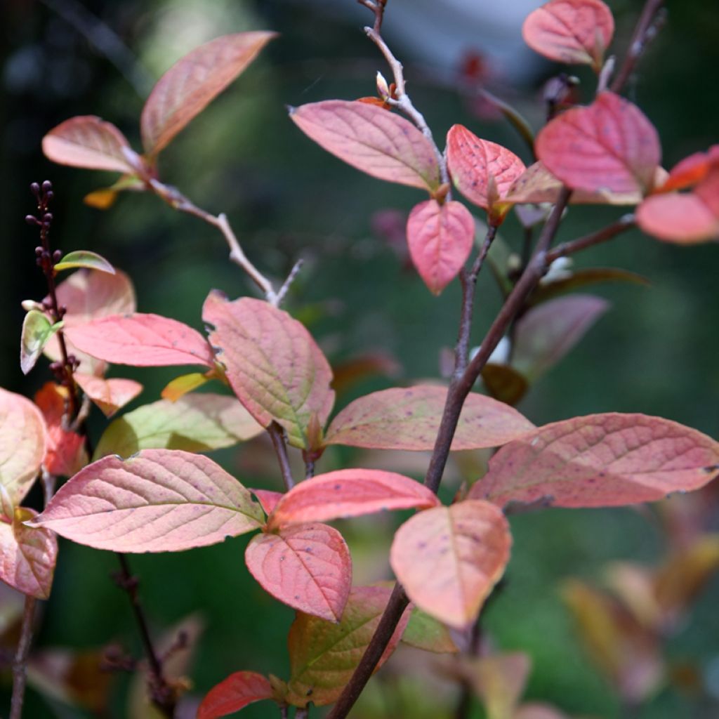 Stewartia pseudocamellia - Kamelienartige Stewartie