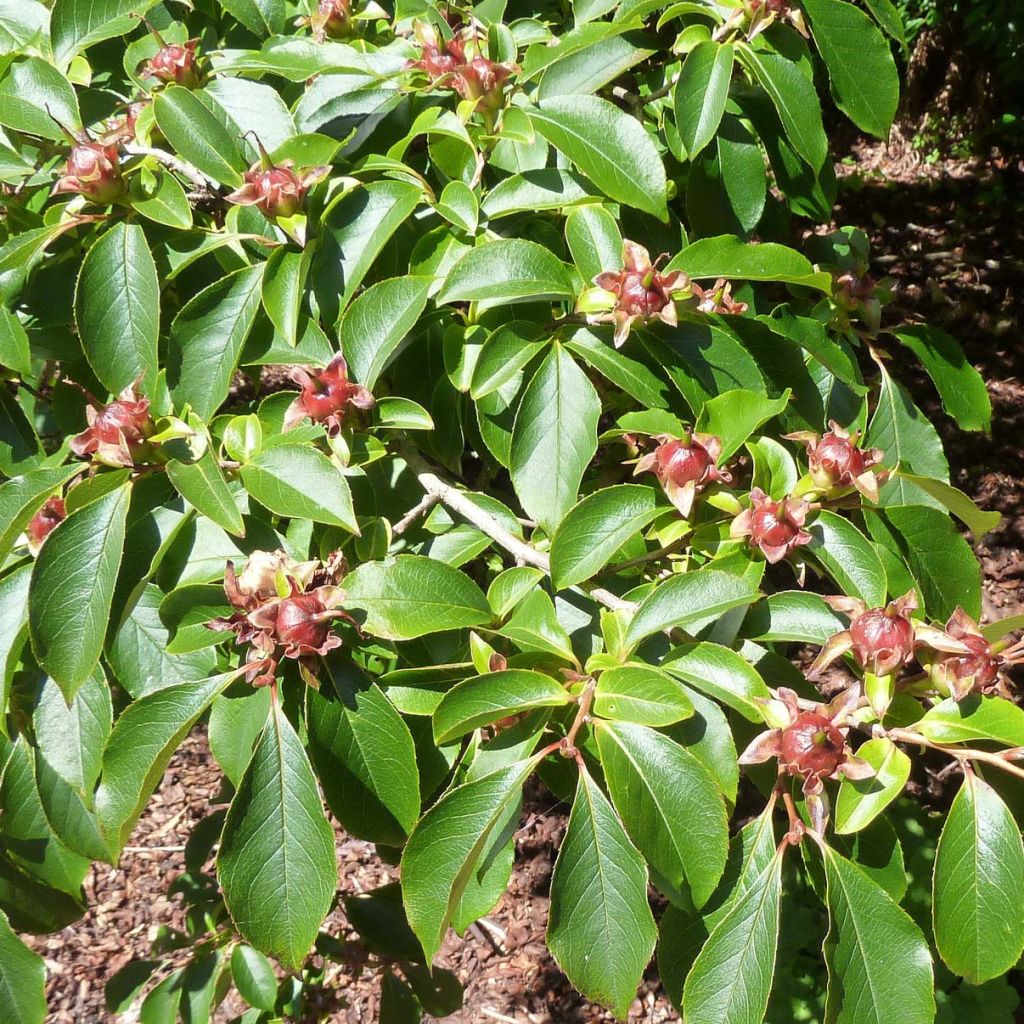 Stewartia rostrata - Schnabel-Stewartie