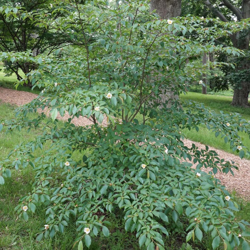 Stewartia rostrata - Schnabel-Stewartie