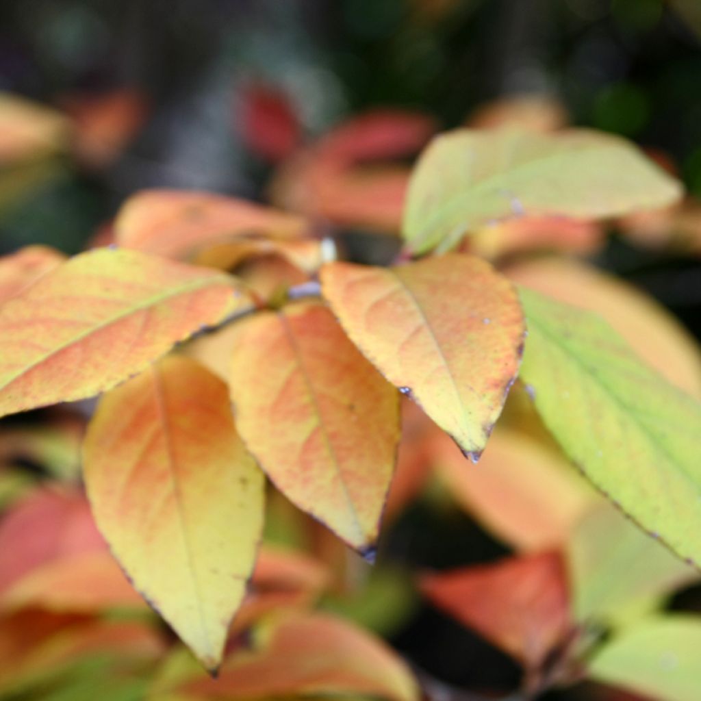 Stewartia rostrata - Schnabel-Stewartie