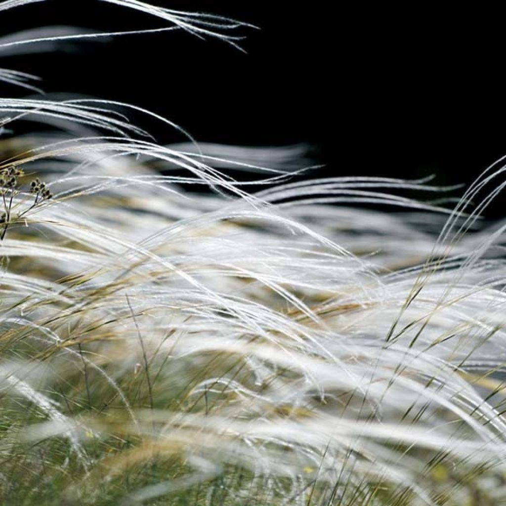 Stipa pennata - Federgras