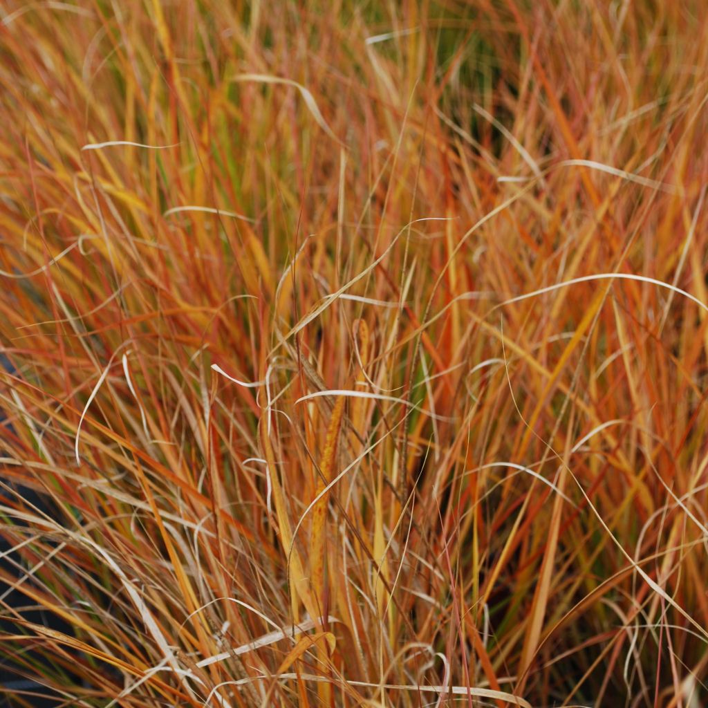 Stipa arundinacea Sirocco - Federgras