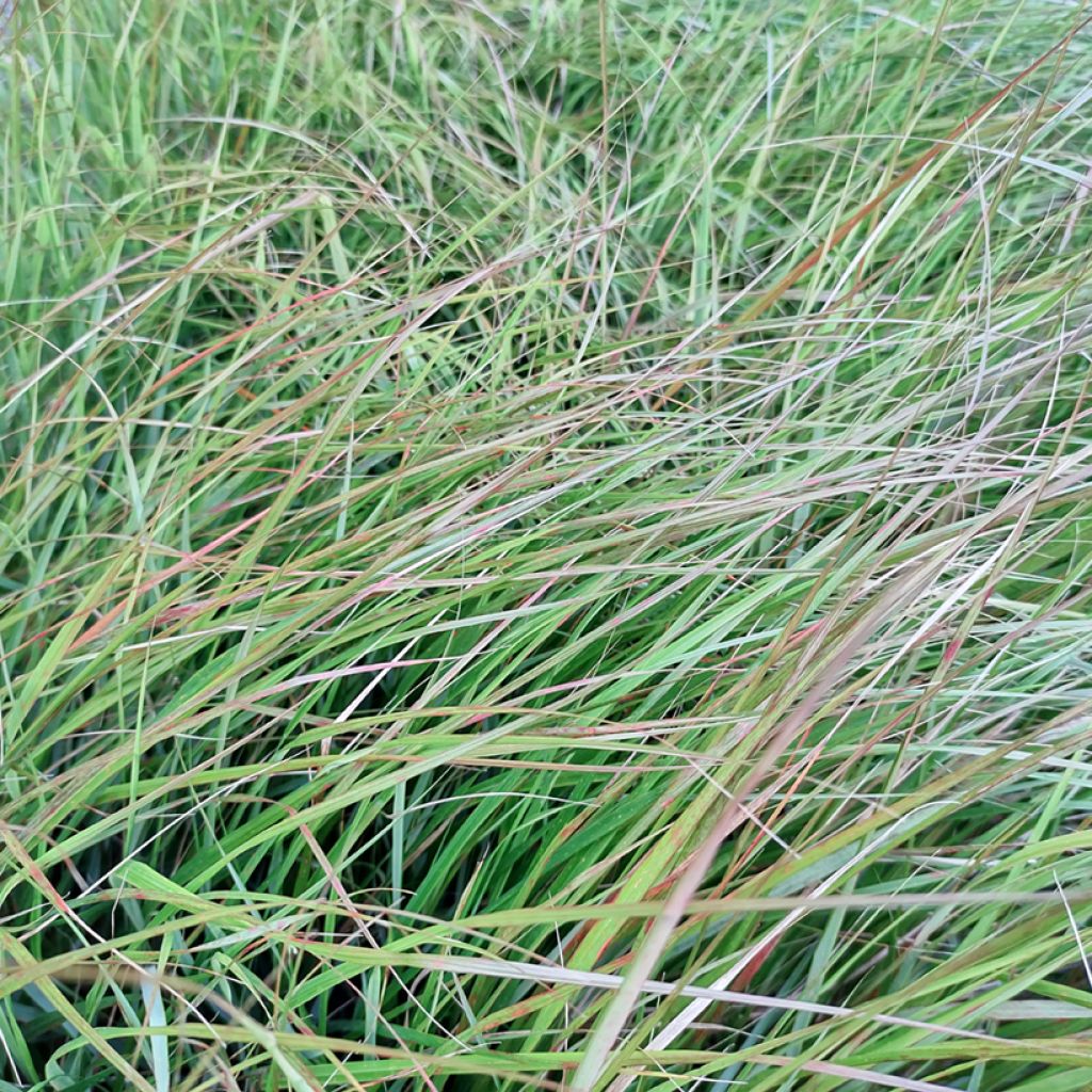 Stipa arundinacea Sirocco - Federgras