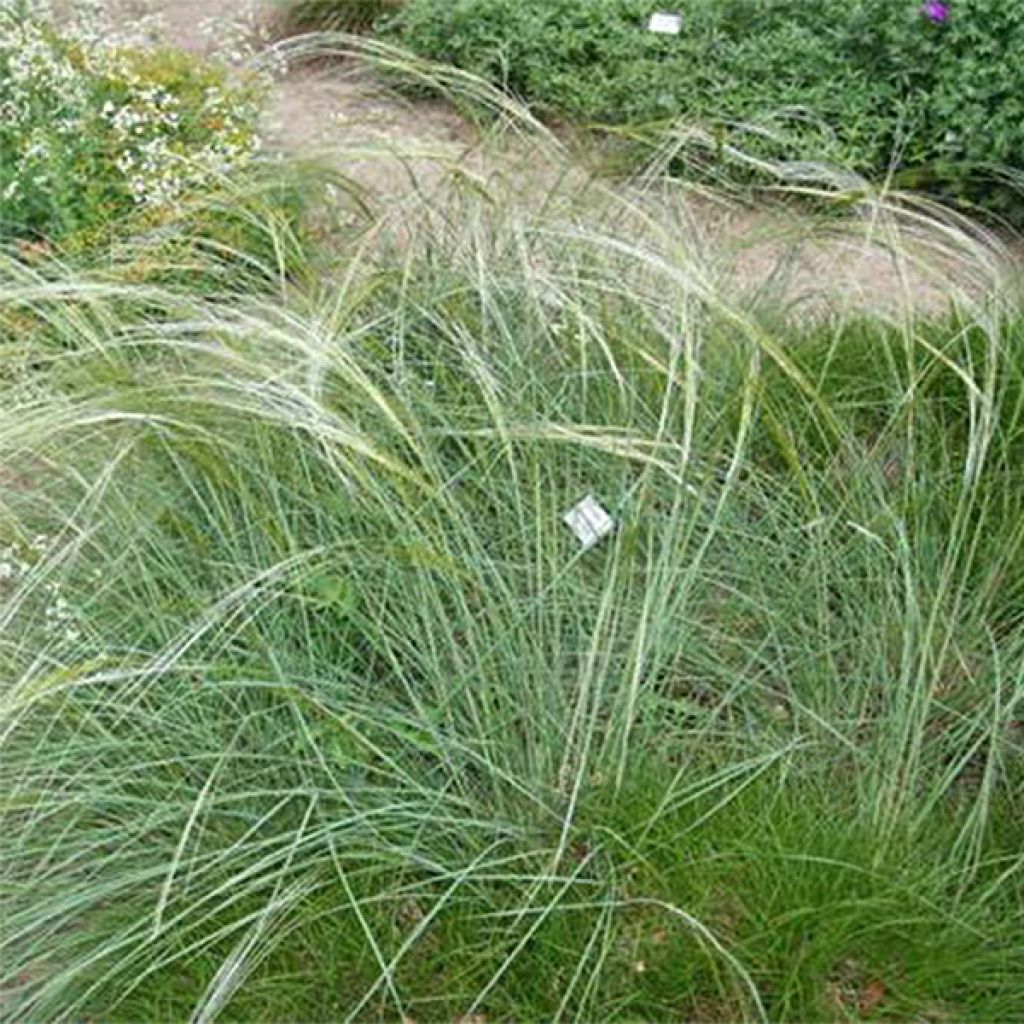 Stipa capillata - Federgras