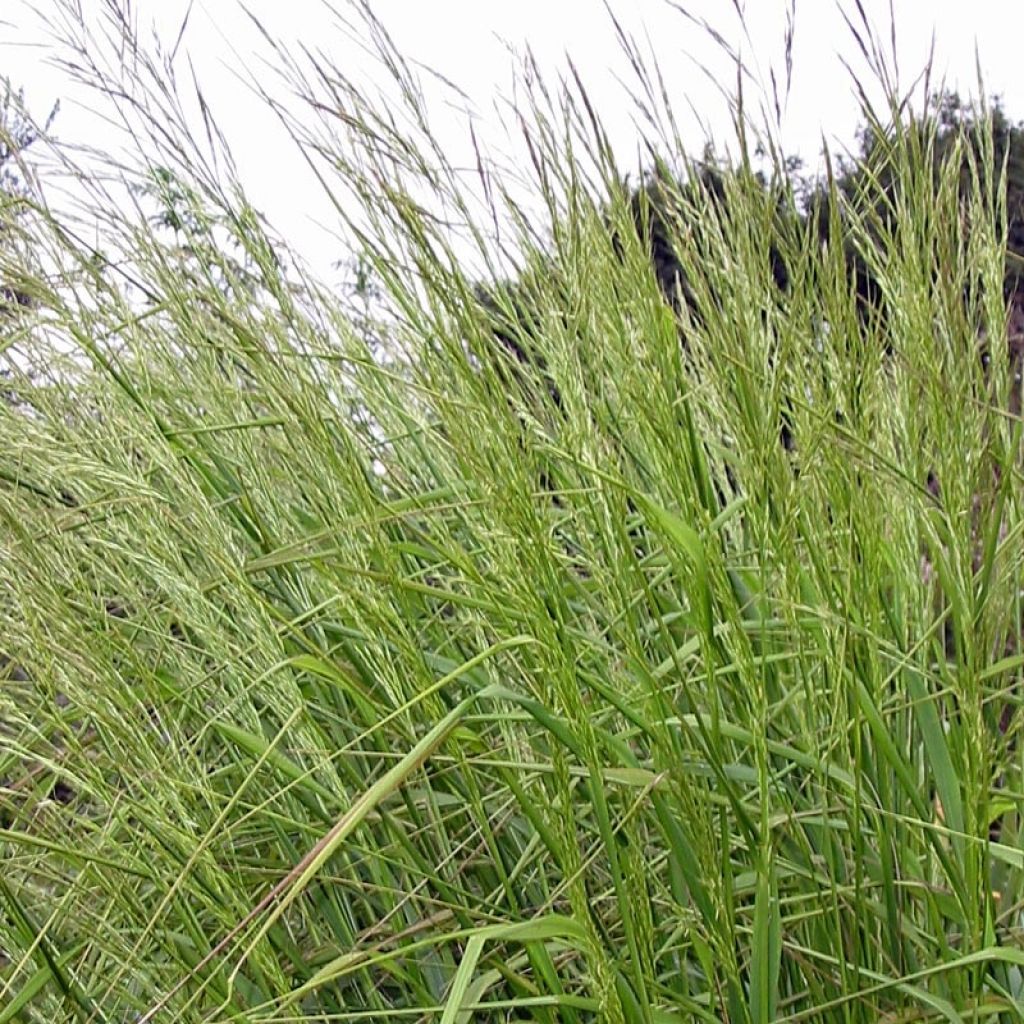 Stipa extremiorientalis - Federgras