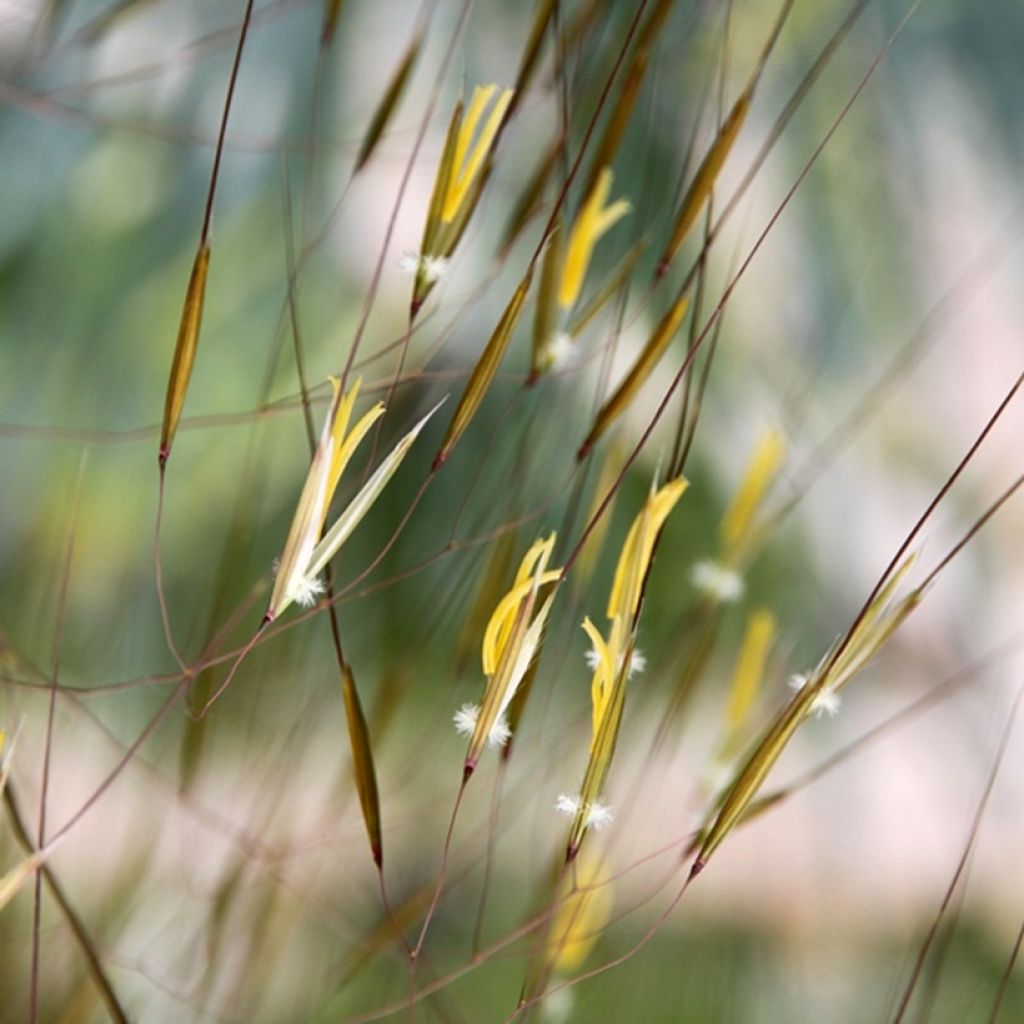 Stipa gigantea - Riesen Federgras