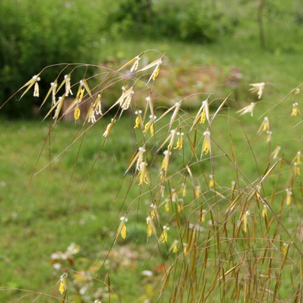 Stipa gigantea - Riesen Federgras