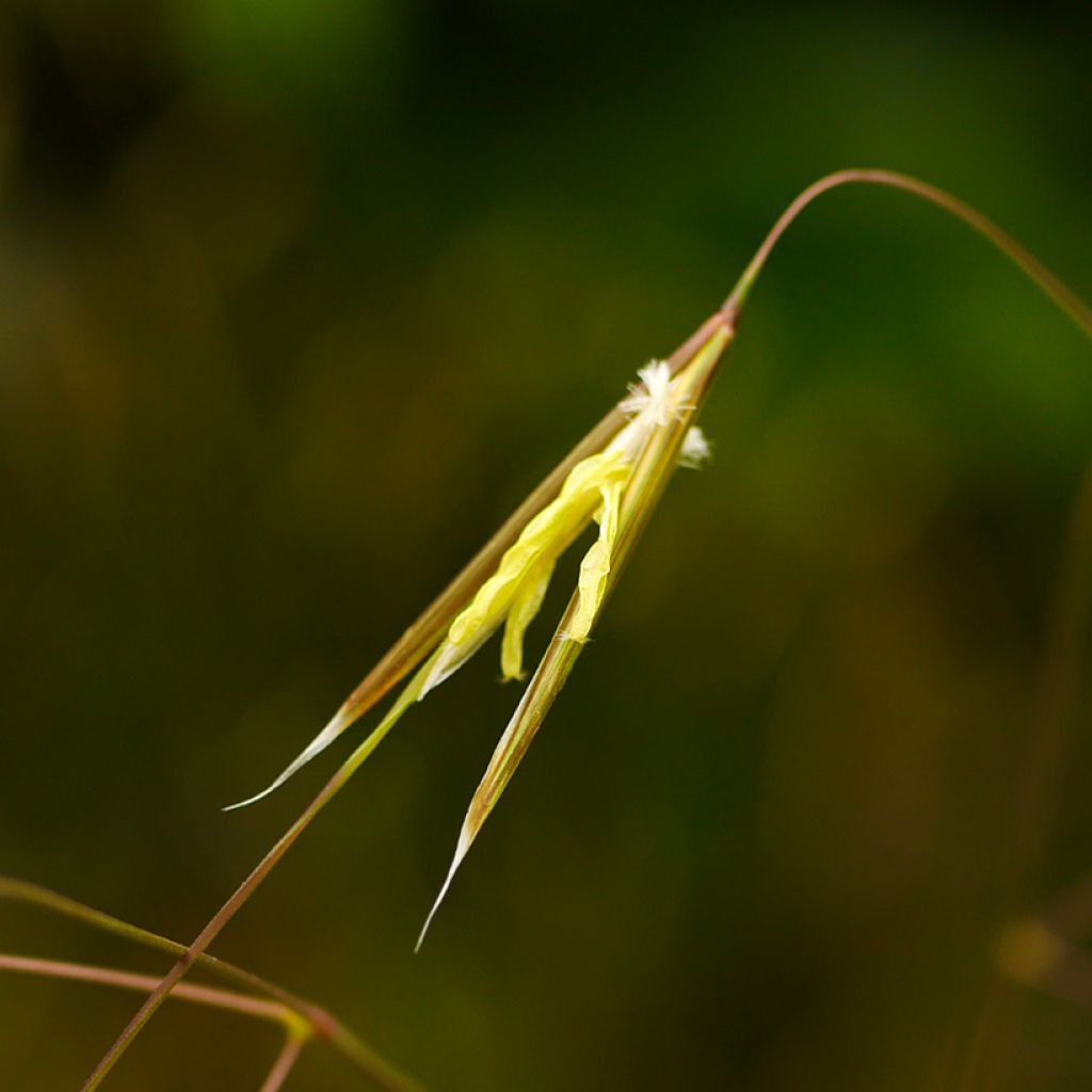 Stipa gigantea - Riesen Federgras