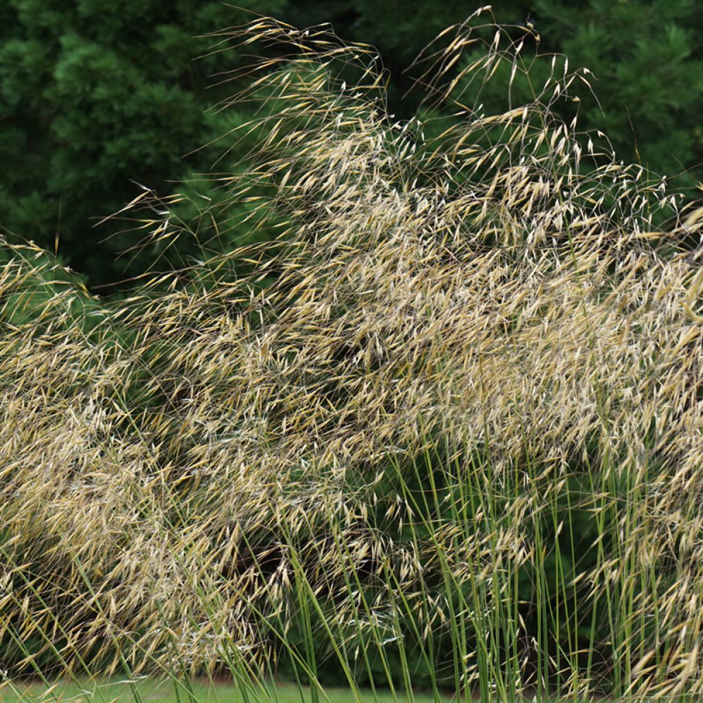 Stipa gigantea - Riesen Federgras