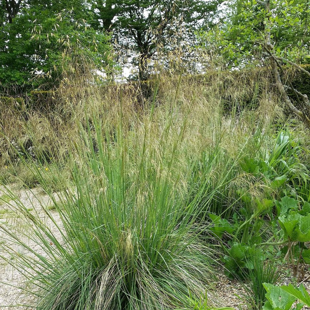 Stipa gigantea - Riesen Federgras