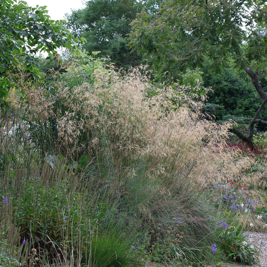 Stipa gigantea - Riesen Federgras